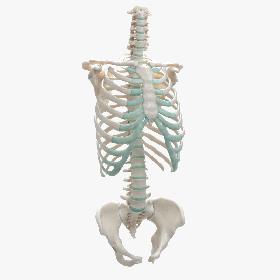 Female Torso Skeleton model